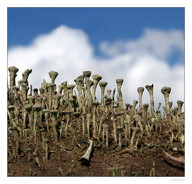 Есть ли жизнь на Марсе? лишайник семейства Cladonia
