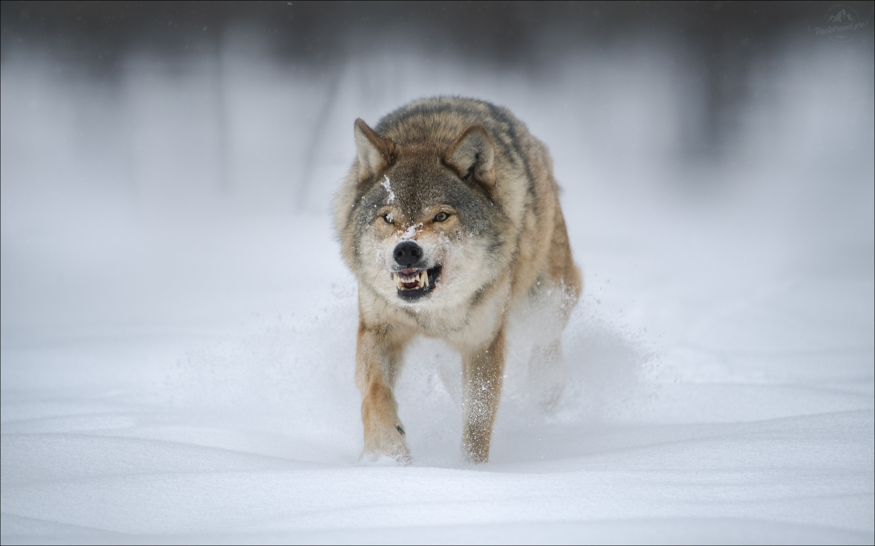 ЗВЕРЬ волк серый европейский фототур в красный бор фотосъемка волков grey wolf canis lupus фототуры 2025