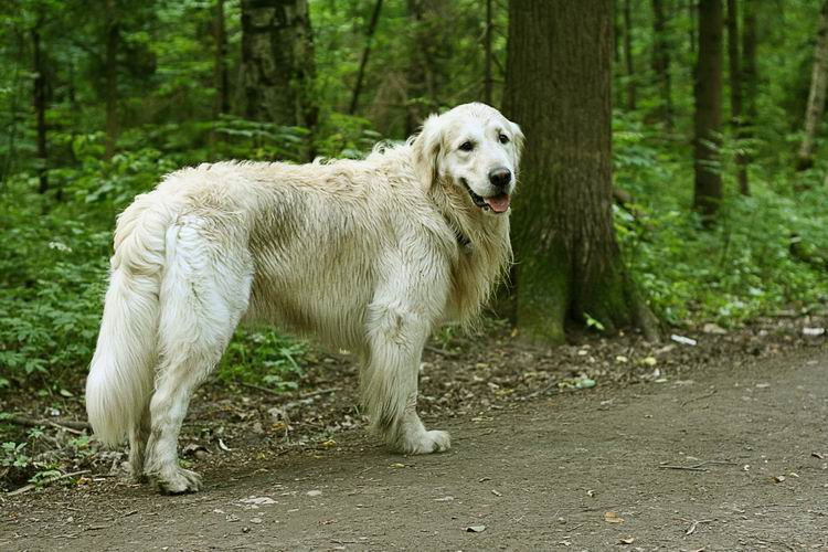 Арчи арчи осень улыбка голден