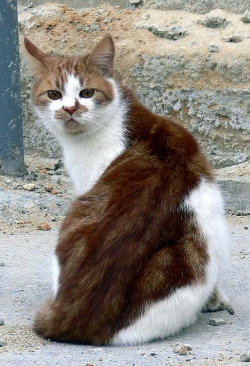 Мордашка улица кот