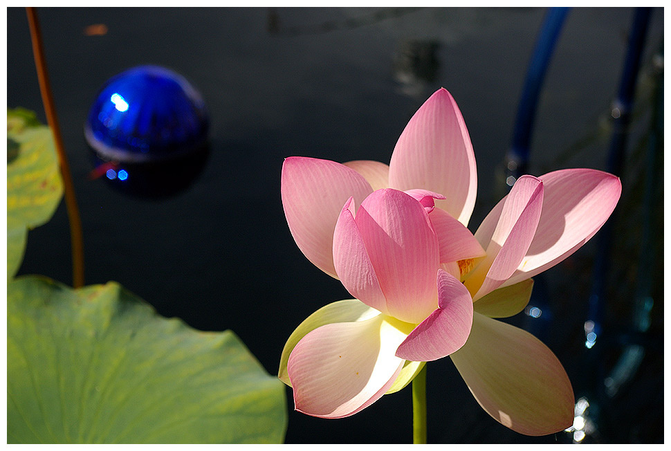 lotos lotos, bronx, botanical, garden, flower, nature