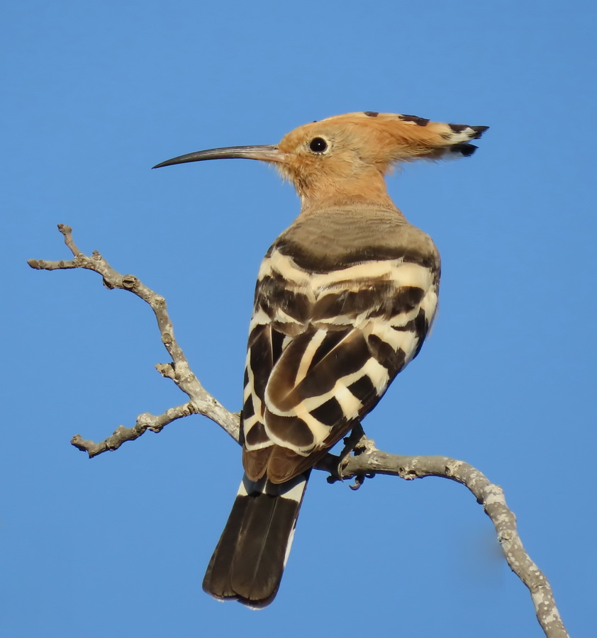 Удод удод птица