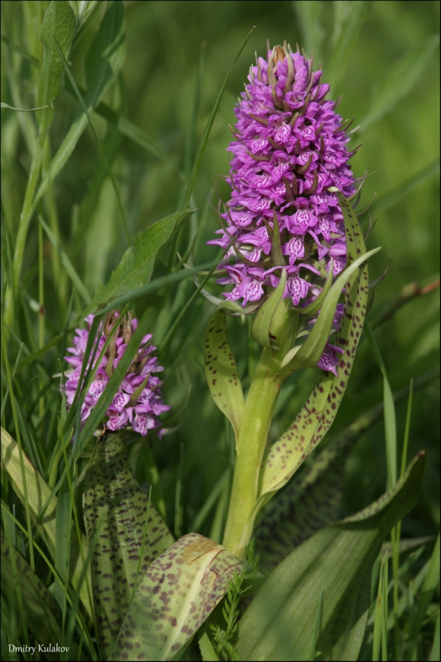 Пальчатокоренник Пальчатокоренник пятнистый (Dactylorhiza maculata)