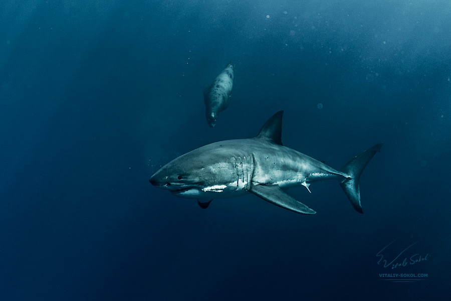 Охотники shark seal diving underwater Great White Shark ocean sea
