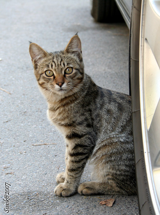 не обидишь? кот