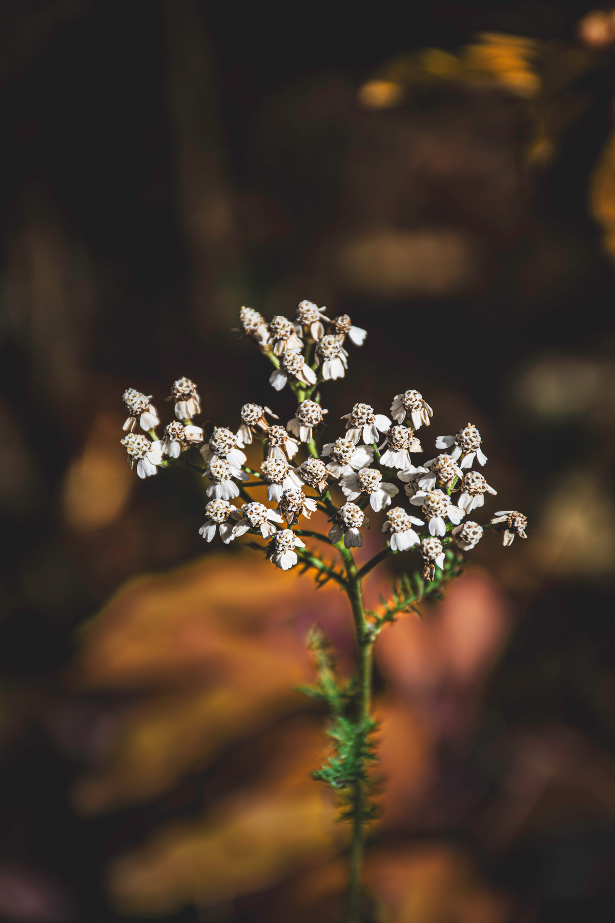 *** 