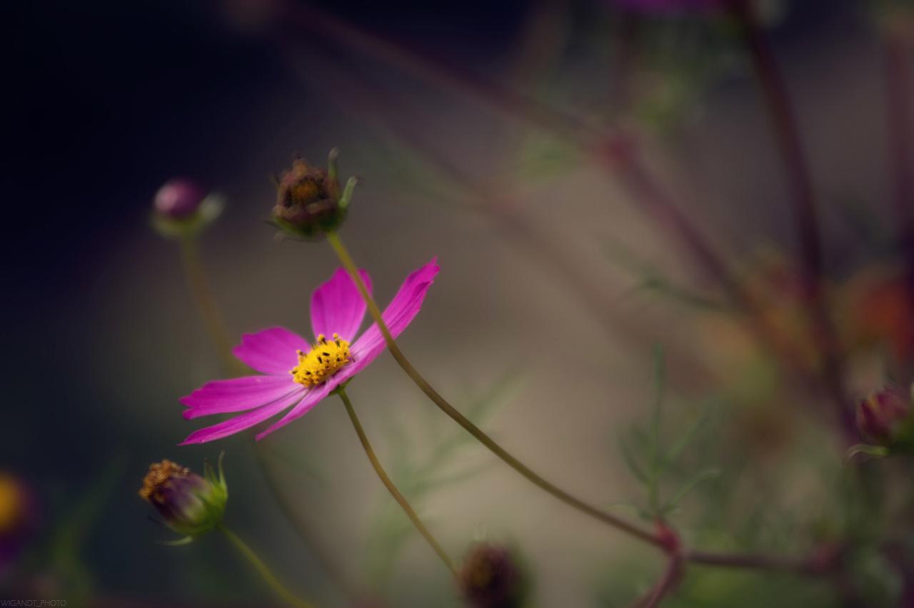 Одинокий Wigandt, Anapa, природа, Анапа, цветы, flower