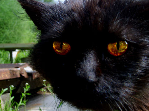 Герой кот