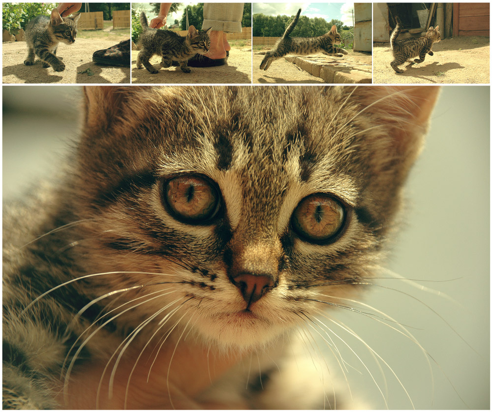 Look in my eyes тигра