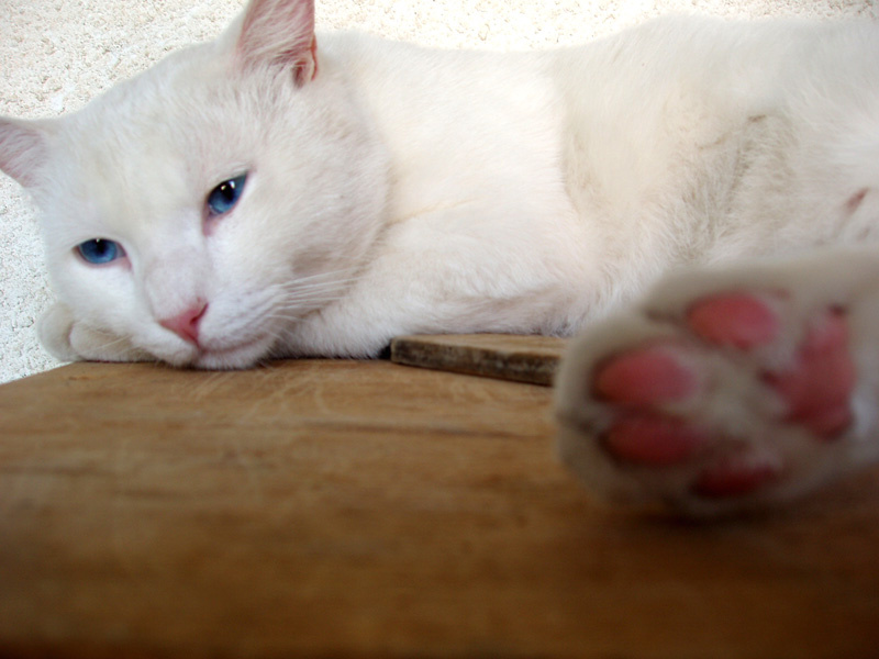 Воспоминания кота Воспоминания кота