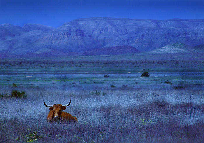 *** blue,  cow