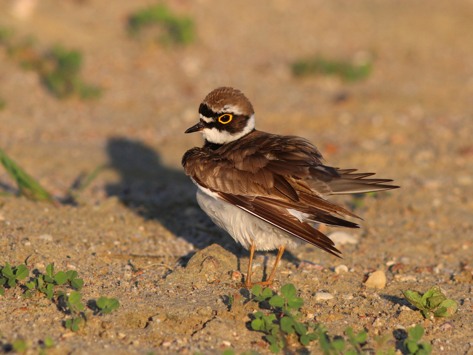 Зуек прихорашивается Малый зуек Charadrius dubius Little ringed plover