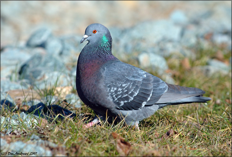 Pigeon голубь пижон