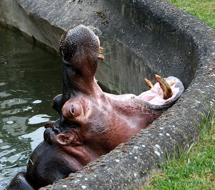 TicTac ? zoo, hippopotamus