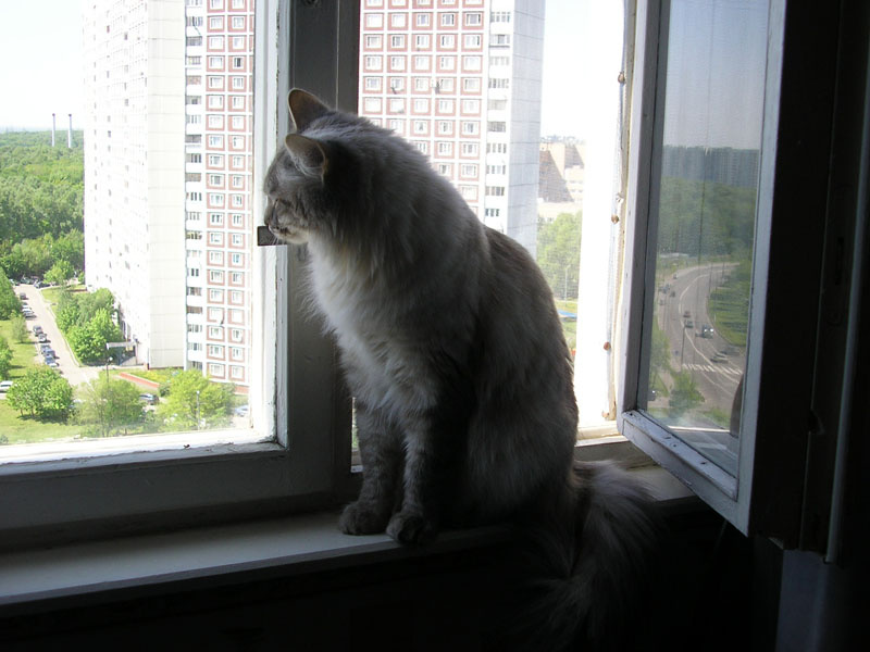Кошка московская 