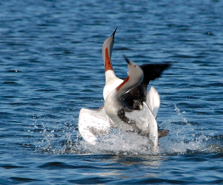 Бои без правил #1 Краснозобая гагара, Gavia stellata, Red-throated Loon, Tobseda, Barents Sea, Arctic