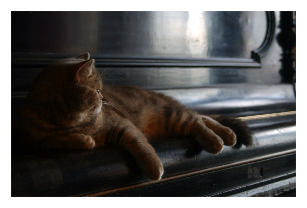 Плюша кошка утро пианино думы