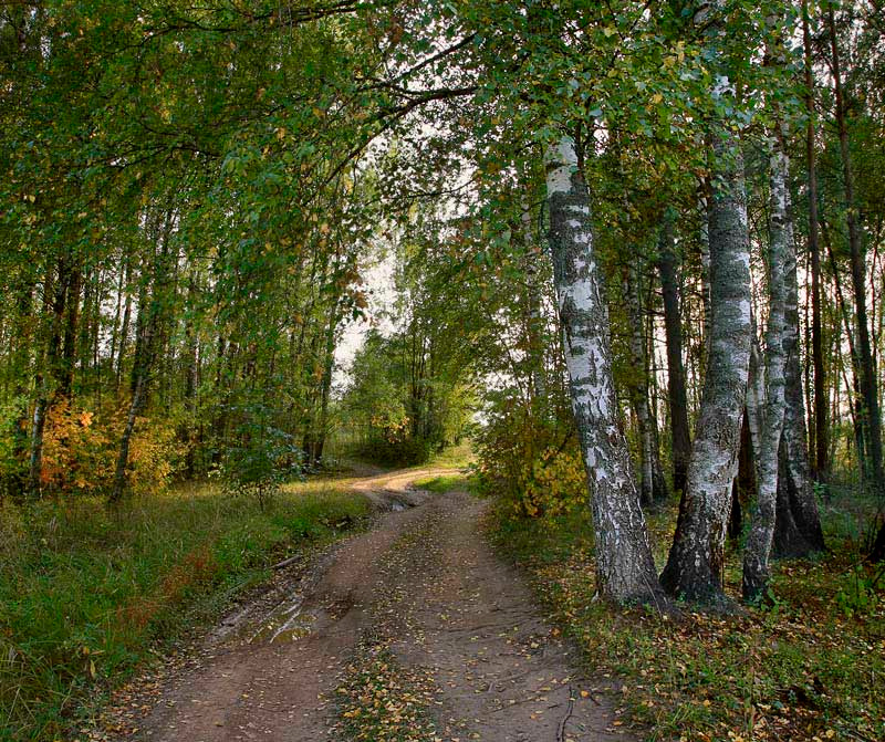 за грибами осень дорога берёзы