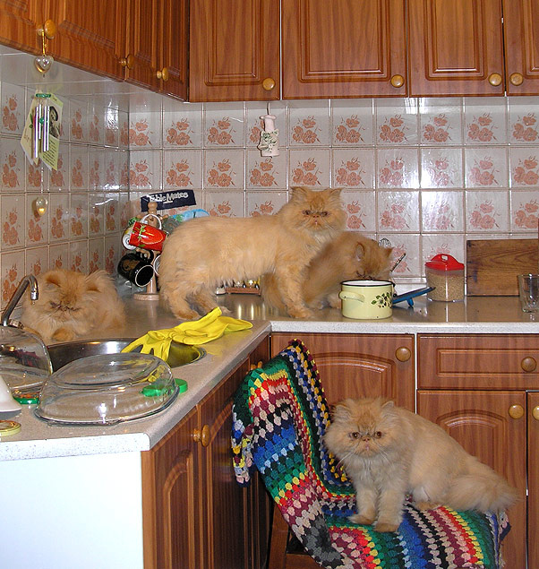 кошачье множество кот, рыжий