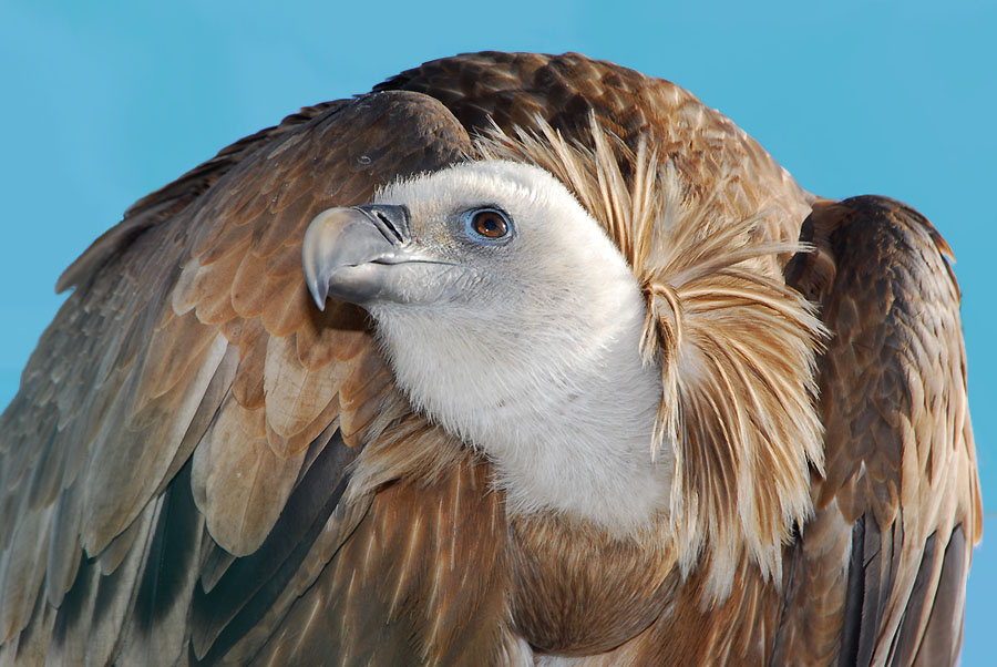 Прекрасный принц белоголовый сип Gyps fulvus