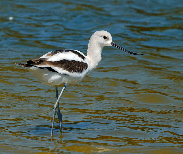 Шилоклювка Американская шилоклювка, Recurvirostra americana, Лагуна Малибу, American Avocet, Malibu Lagoon, California