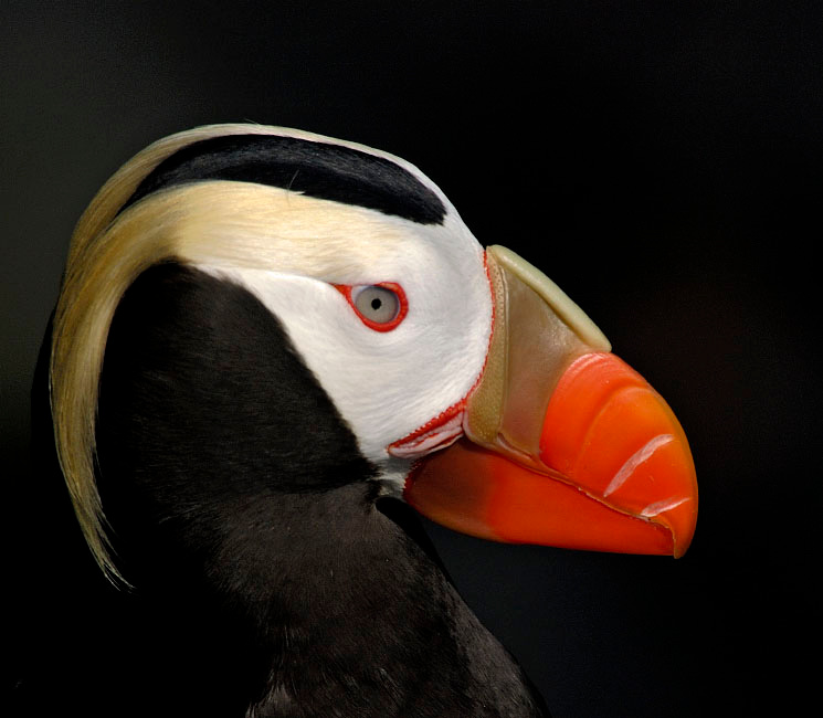 Портрет важного гостя Топорок, Lunda cirrhata, Остров Св. Георгия, о-ва Прибылова, Tufted Puffin, St. George Island, the Pribilofs, Bering Sea, Alaska