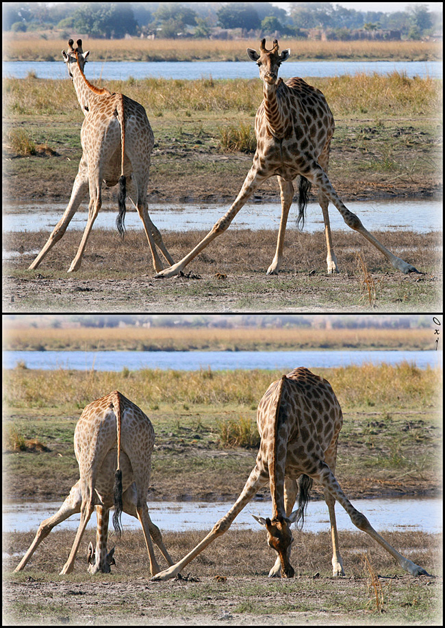 Аэробика для жирафов... жираф Чобе Ботсвана Африка Chobe Botsvana Africa