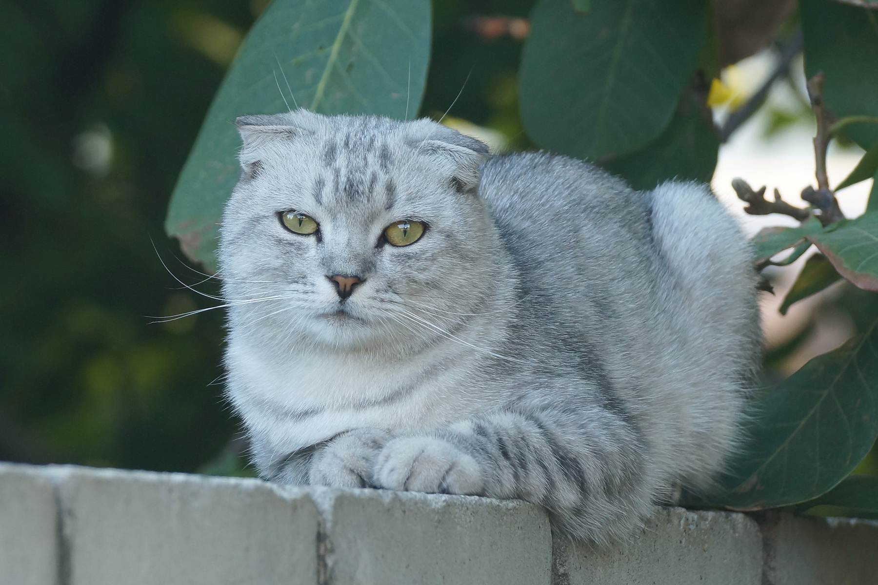 Шотландская вислоухая кошка Лето Волгоград шотландская вислоухая кошка