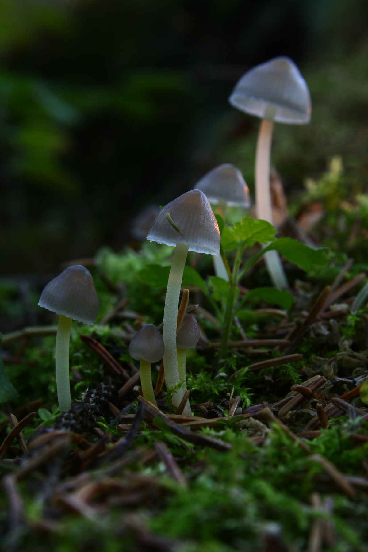 Про Грибы #ХI гриб грибы лес мох лето природа свет