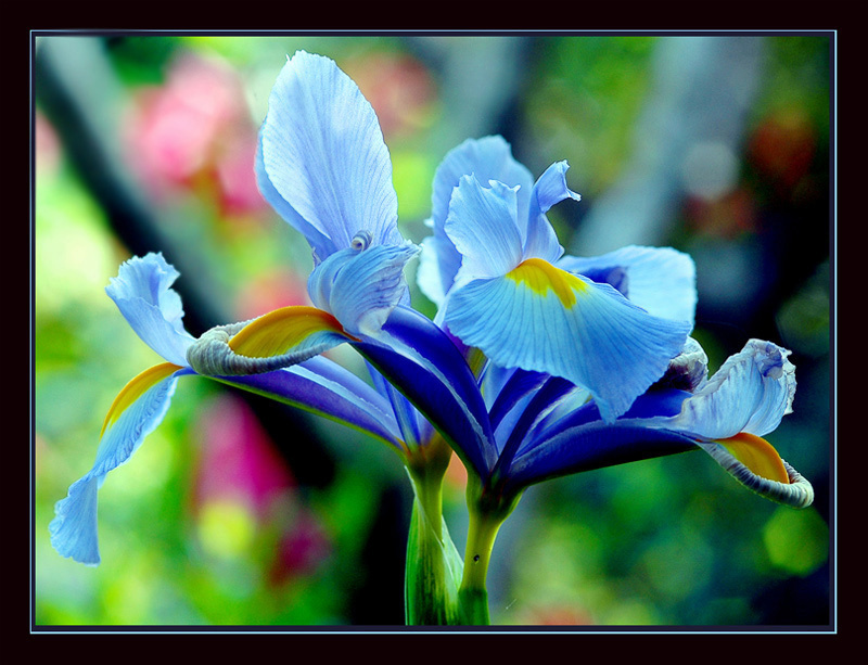 Iris hollandica 