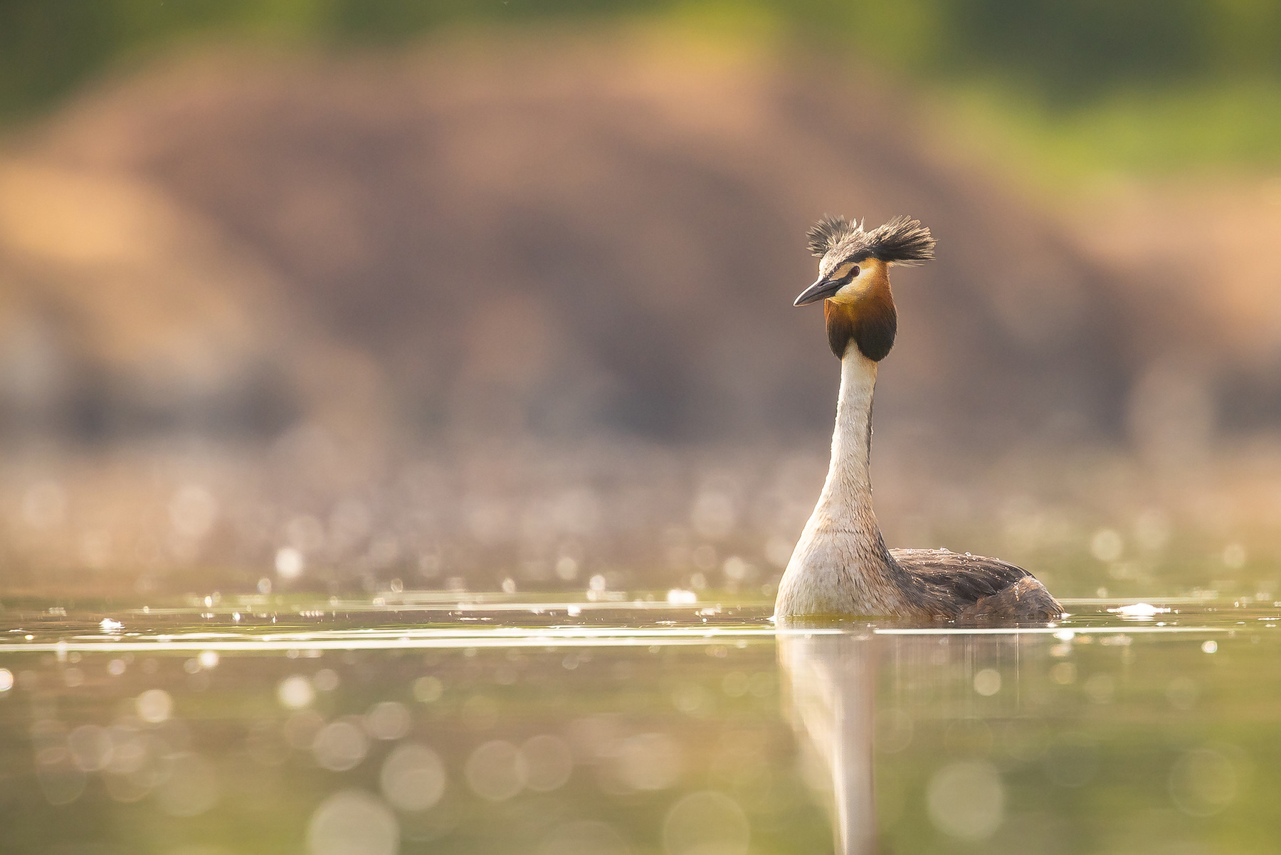 Great crested grebe 