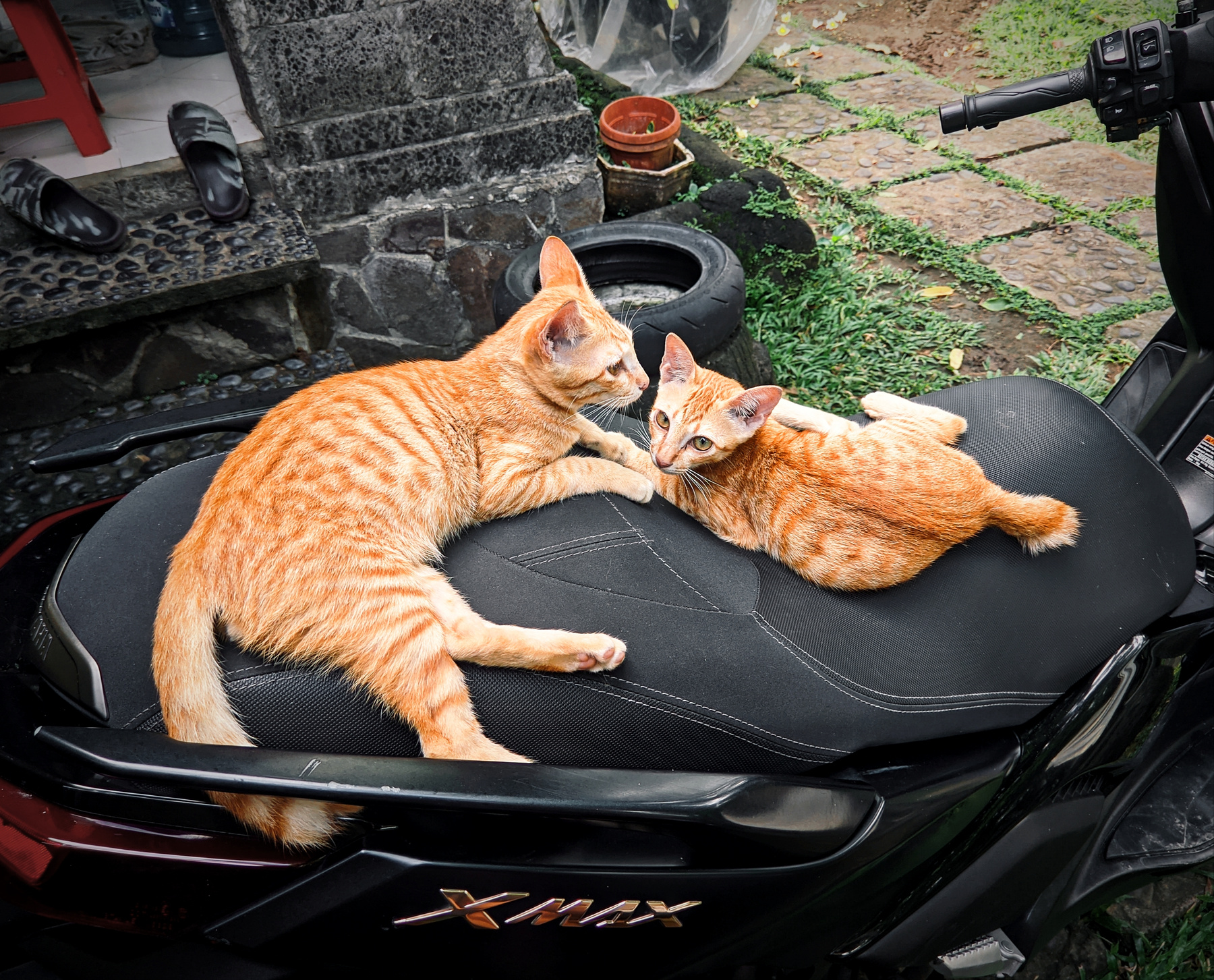 Оранжевые коты Коты кошки xmax Yamaha байк Бали