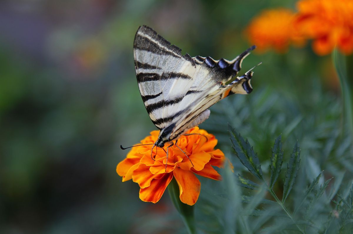 black&white butterfly on the orange flower 
