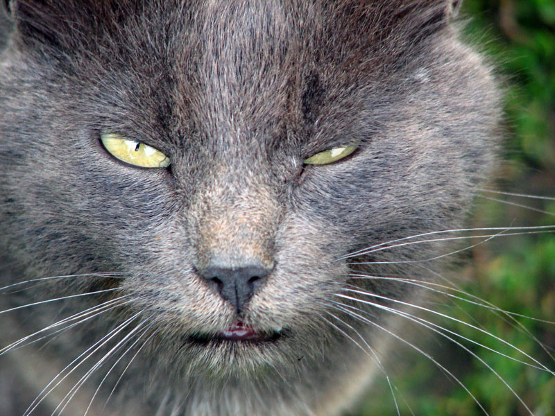 Cat as is 