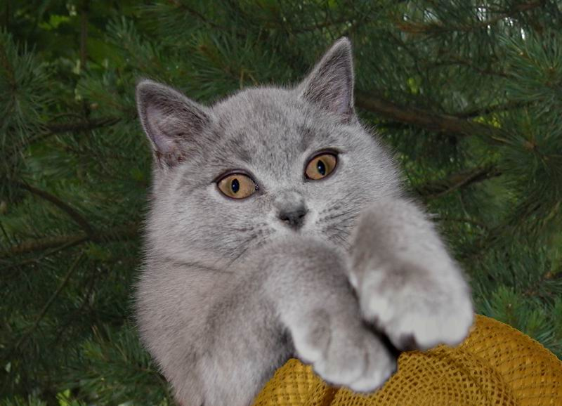 Кого вам это напоминает? репост кот шляпа