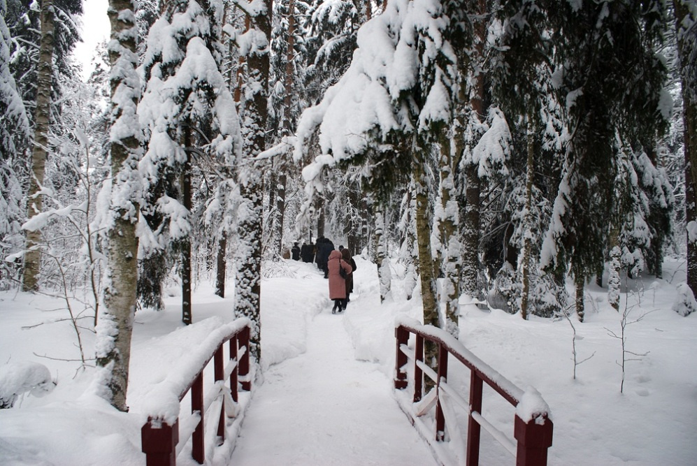 Зимняя тропинка. зима, снег, лес, Репино