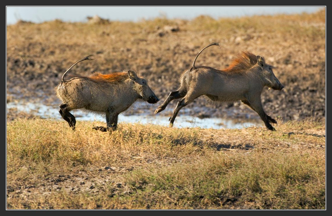 Африка в лицах #39. А я лошадка!!! ... И я!!!.. И я!!!.. Африка Ботсвана Warthog