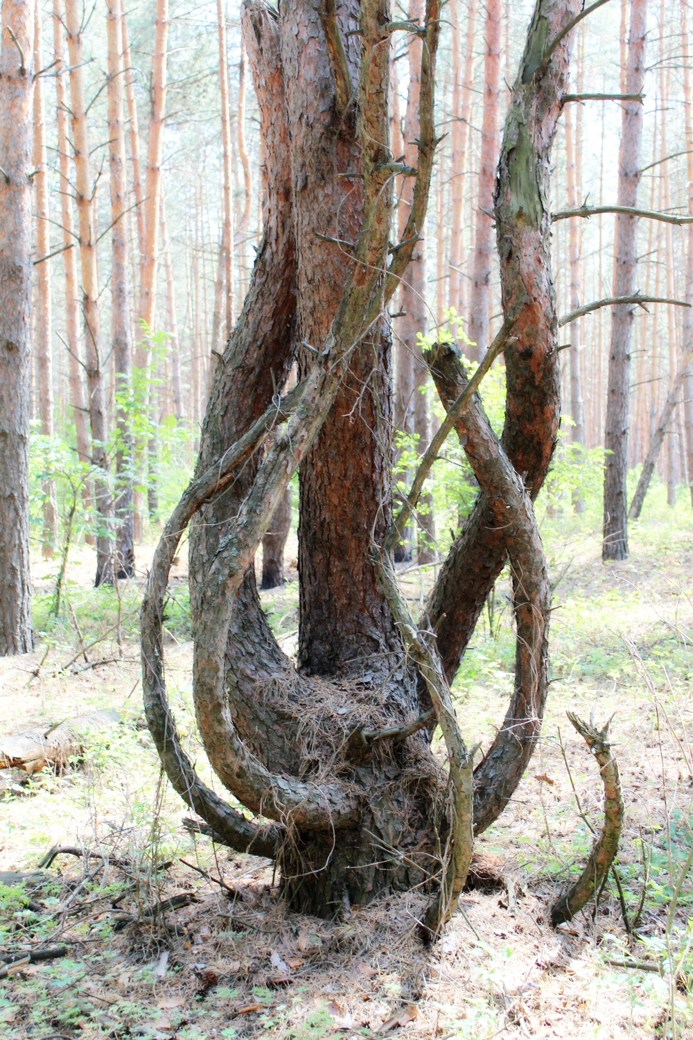 Кресло хозяина леса. Сосна, кресло, лес, дерево.