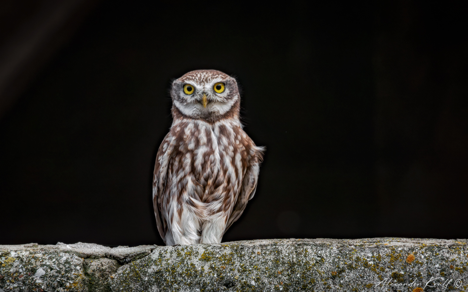 Артист сыч домовый сова athene noctua