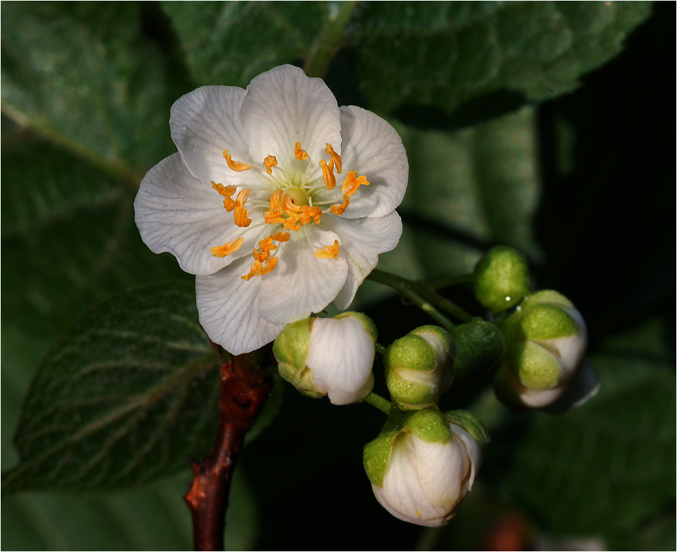 Actinidia kolomikta - Актинидия амурская. Actinidia kolomikta растение лиана Актинидия амурская цветы
