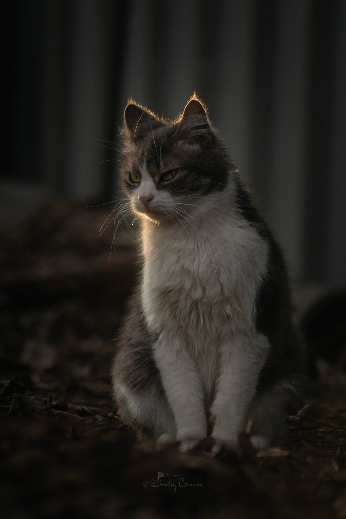 Мартовские посиделки... кошка котопортрет животные весна природа март