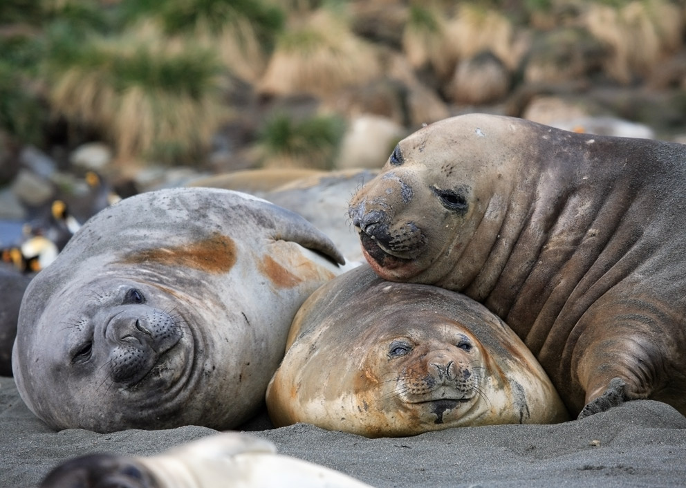 Elephant seals Gold bay elephants