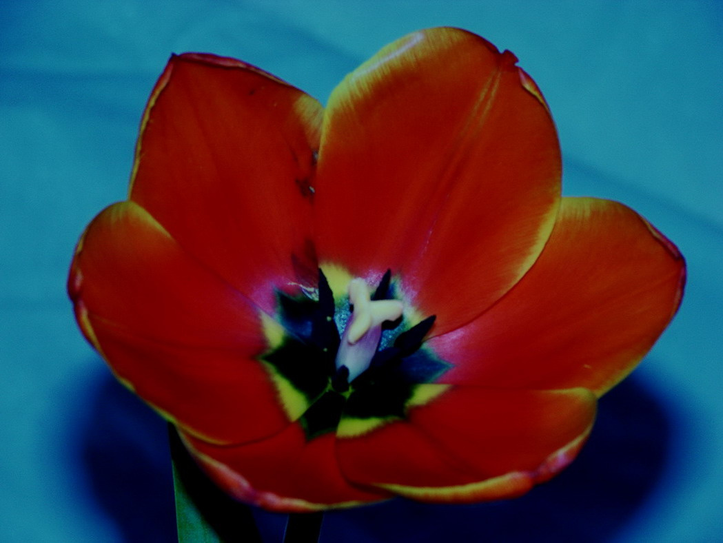 tulip восьмое марта, тюльпан