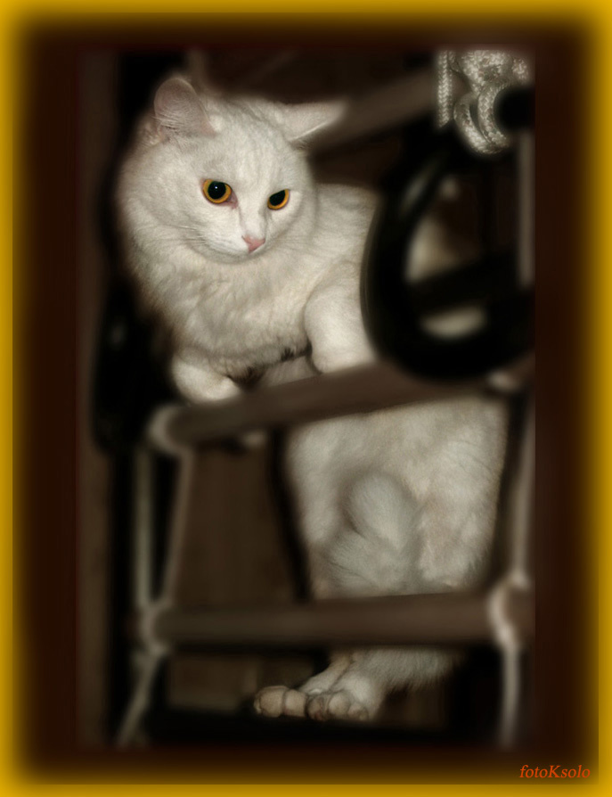 фитнес по-кошачьи кошка, фитнес