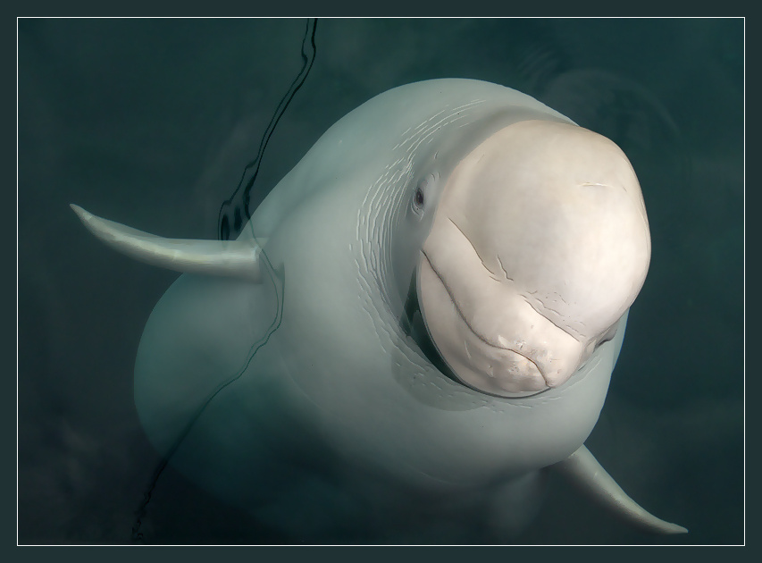Гостья из Зазеркалья белуха Delphinapterus leucas