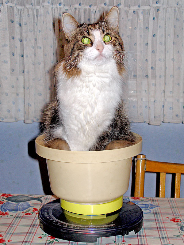 Средневзвешенный кот кот кошка весы котенок