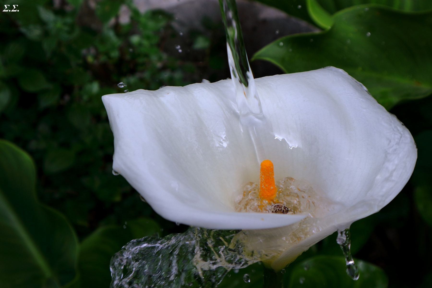 FLOODED LILY 