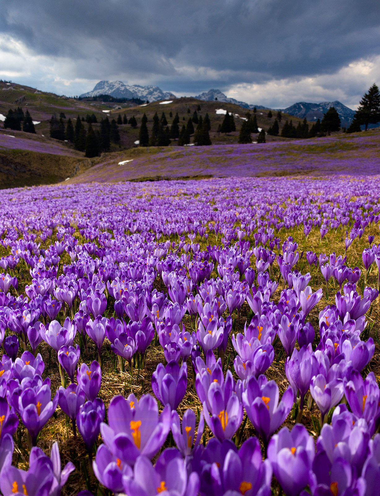 Крокусы австрия альпы весна шафран крокус пастбище европа evropa alps slovenia avstia crocus