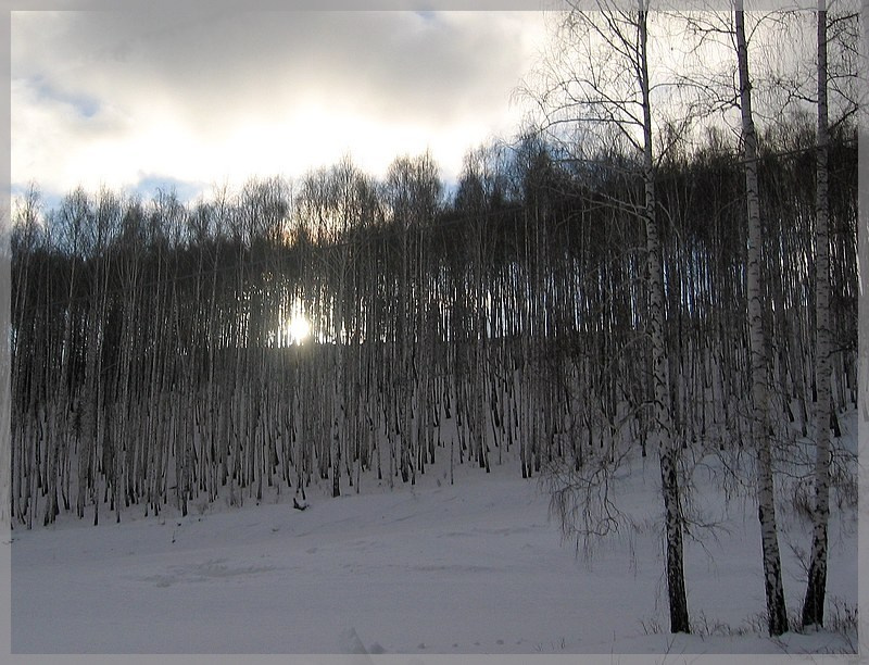 Березы 