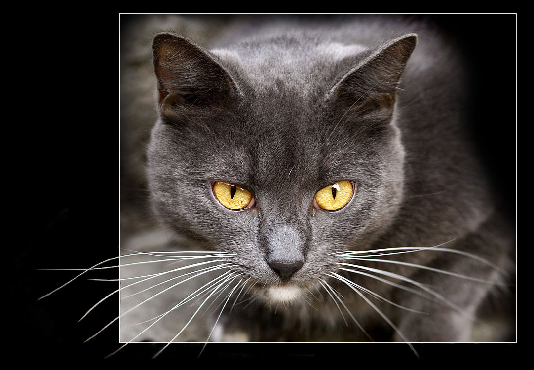 КотярА Кот, Улица, Глаза